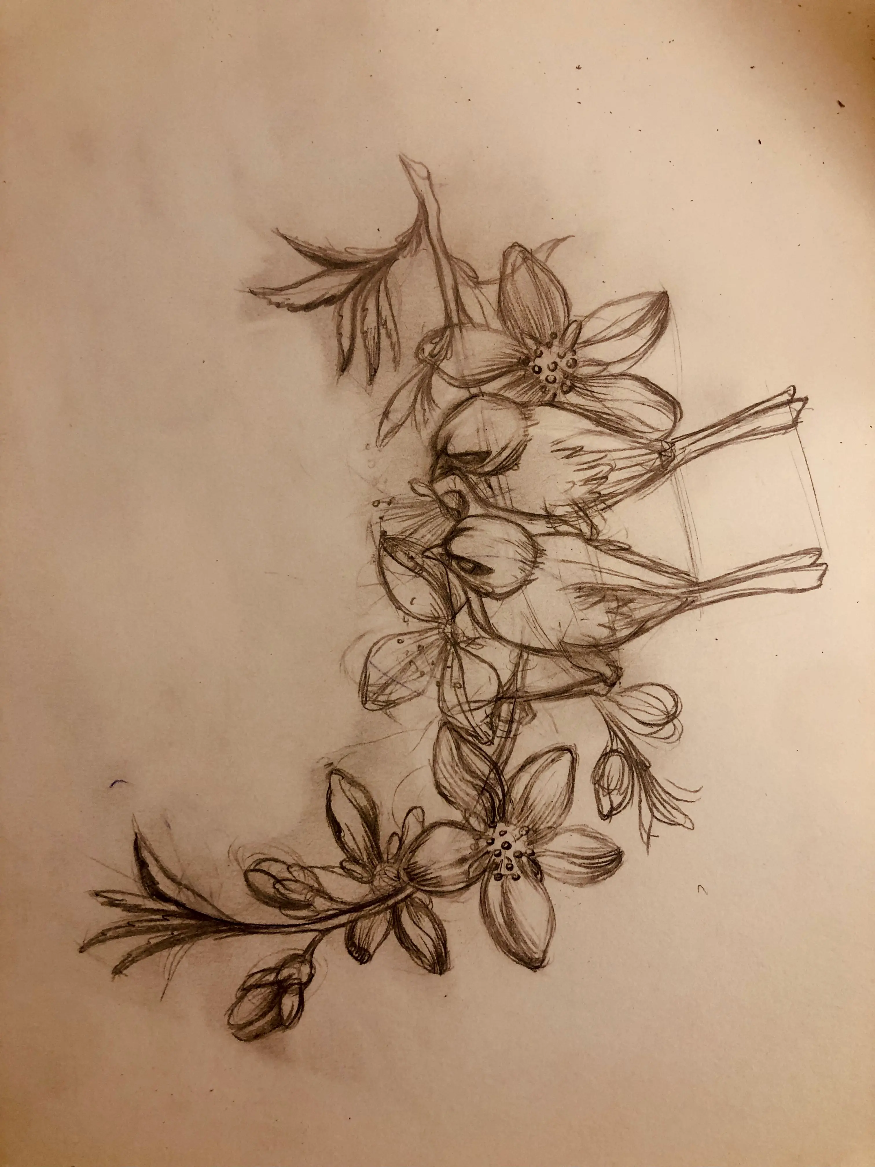 Pájaros