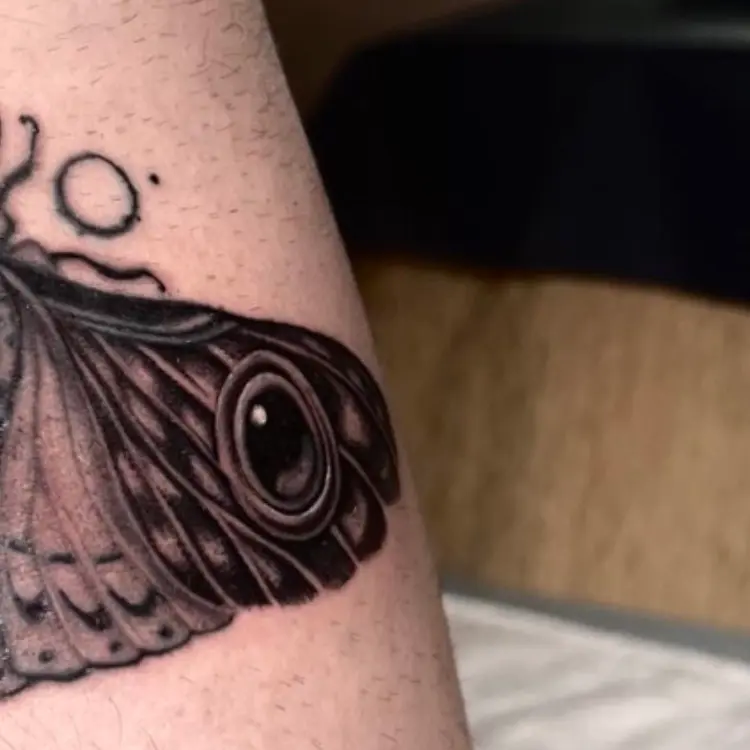 Polilla